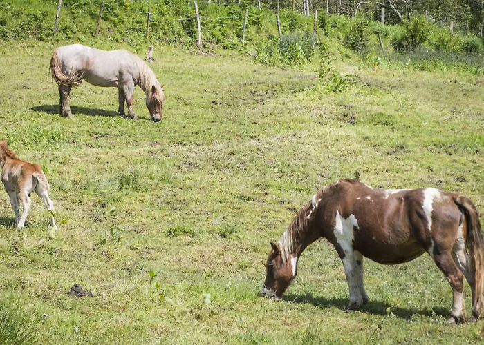 O Val Do Naseiro Otel Viveiro